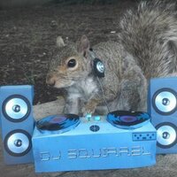 squirell on step (@squirellonstep) 's Twitter Profile