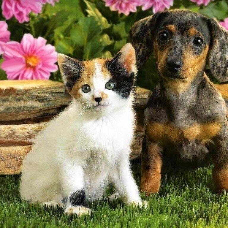 Kitten lover, wolf seeker, and follows everyone who follows me!