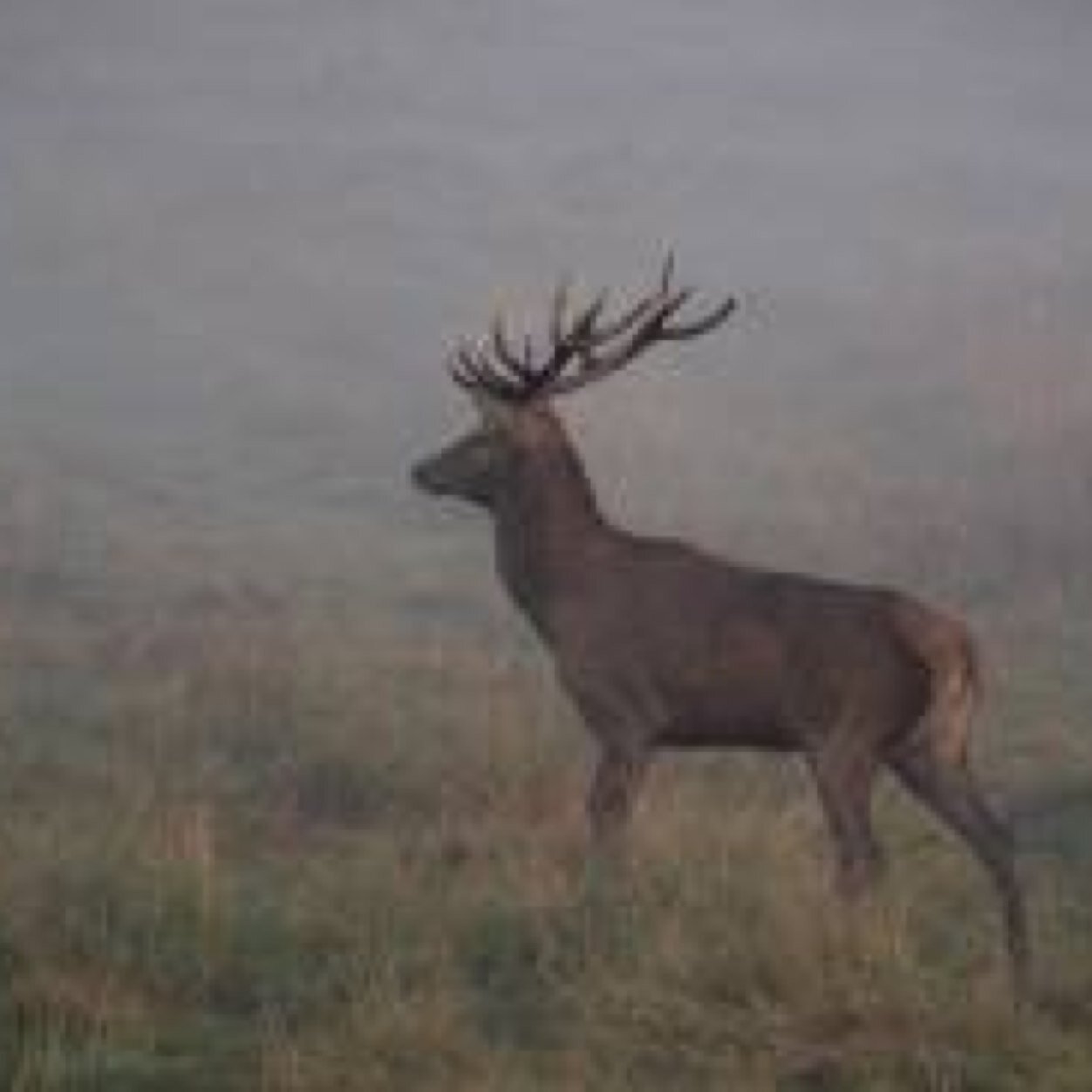 SouthernHunts's profile picture. If you're looking to go on a hunting trip with monster bucks, beautiful breath taking scenary, and a guaranteed kill then Ohio sounds like the place for you