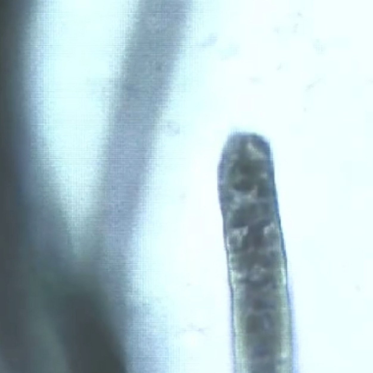 pocotz's profile picture. 