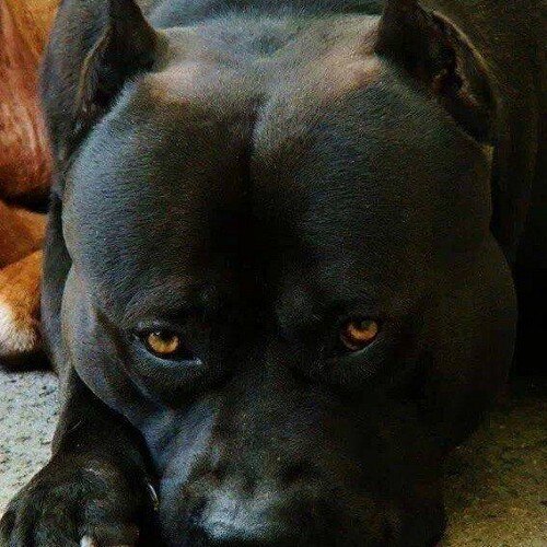 keep_it_frosty's profile picture. Follow me on IG (MOTO_FROST