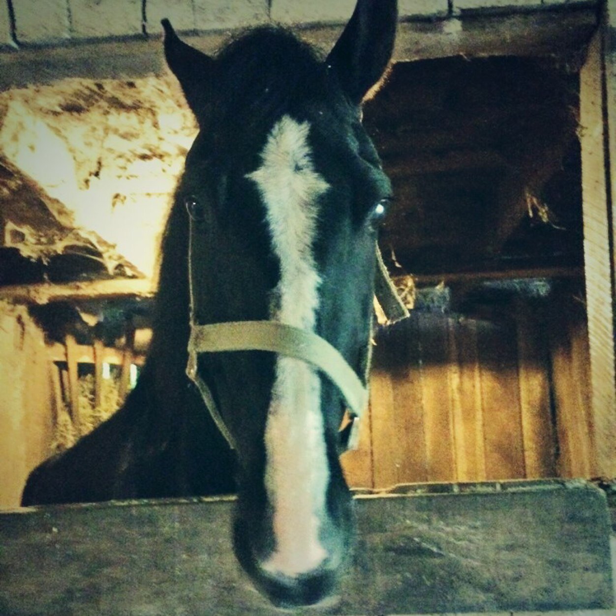 Some horses will test you, some will teach you, and some will bring out the best in you