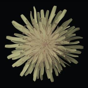 Pusher_Band Profile Picture