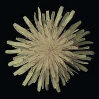 Pusher (@pusher_band) 's Twitter Profile