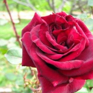 Layla0015's profile picture. For a win-win world without wars. For international friendship & peaceful co-operation on people-friendly and environmentally friendly projects and programs.