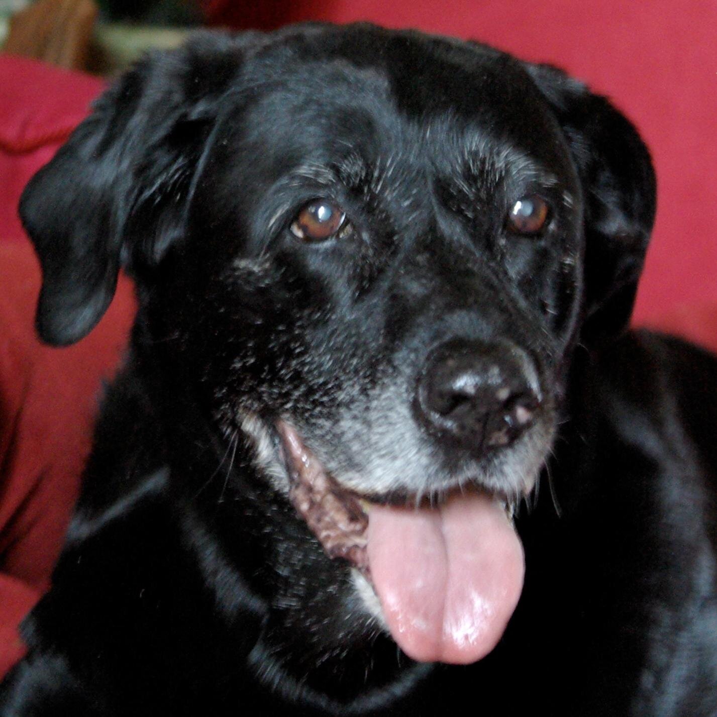 BAN SALE OF #COMPANION #ANIMALS FROM #MILLS @ RETAIL STORES IN U.S. & PROMOTE #ANIMALS FROM #SHELTERS & #NONPROFIT GROUPS - https://t.co/4uu6iA0q7v