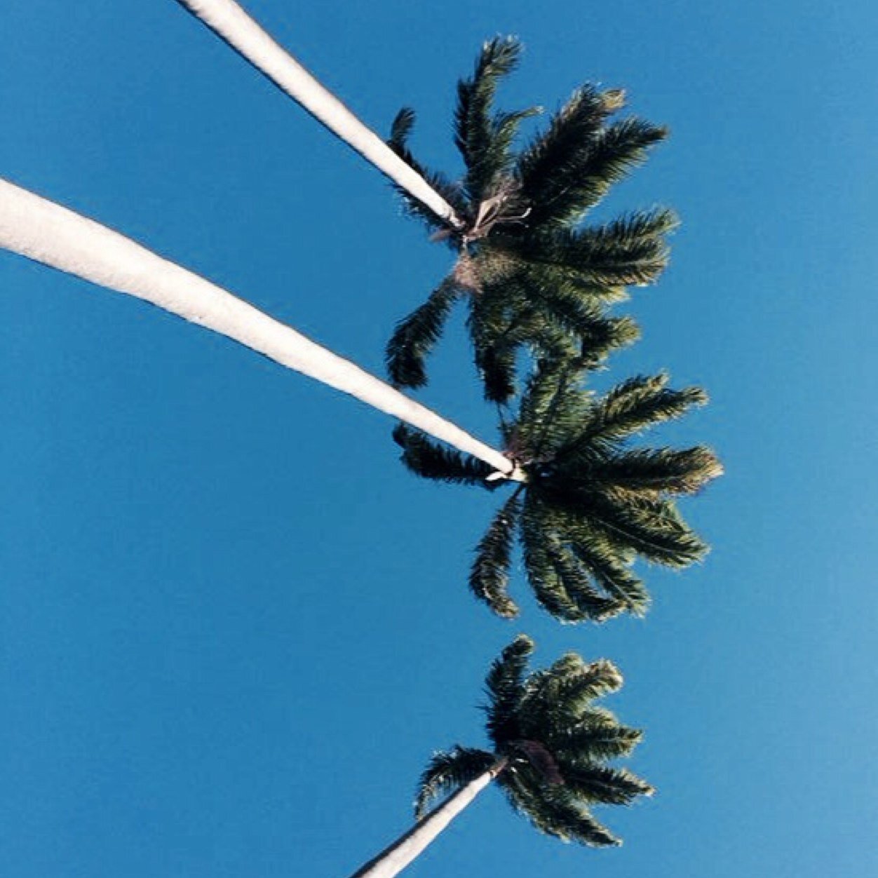 LuauMaroto's profile picture. #luaumaroto