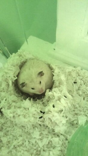 I have two hamsters and a dog. a YouTube channel and instagram! subscribe and follow!☺