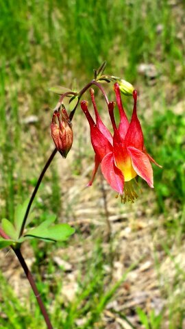 KCSOZlove's profile picture. Working on making life better...like a phoenix rising from the ashes :) in God's hands I am re made♡