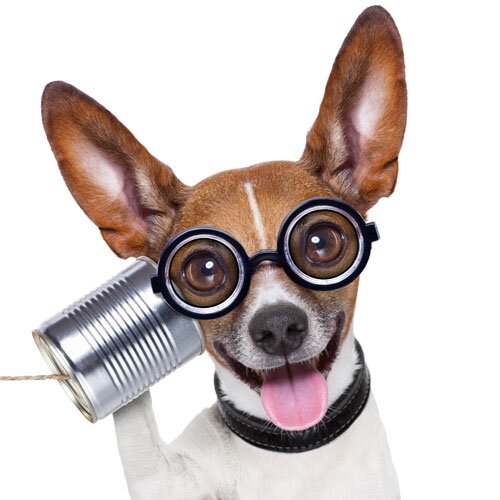 BarkThink's profile picture. An inspiring and thought-provoking dog resource, #dogblog, and community for all dog-related topics: #petcare, #dogs, #dogbehavior, #doghealth, #barkthink