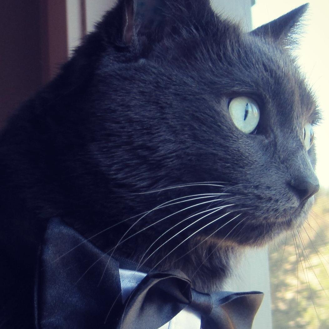 I'm named after my Human's favorite celebrity. I love to have fun & entertain with stories and I have a magic cat tunnel! My blog is Clooney's Num-Num Fund.