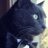 ClooneyTheCat's profile image