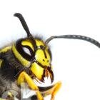 nicekneepatches's profile picture. 