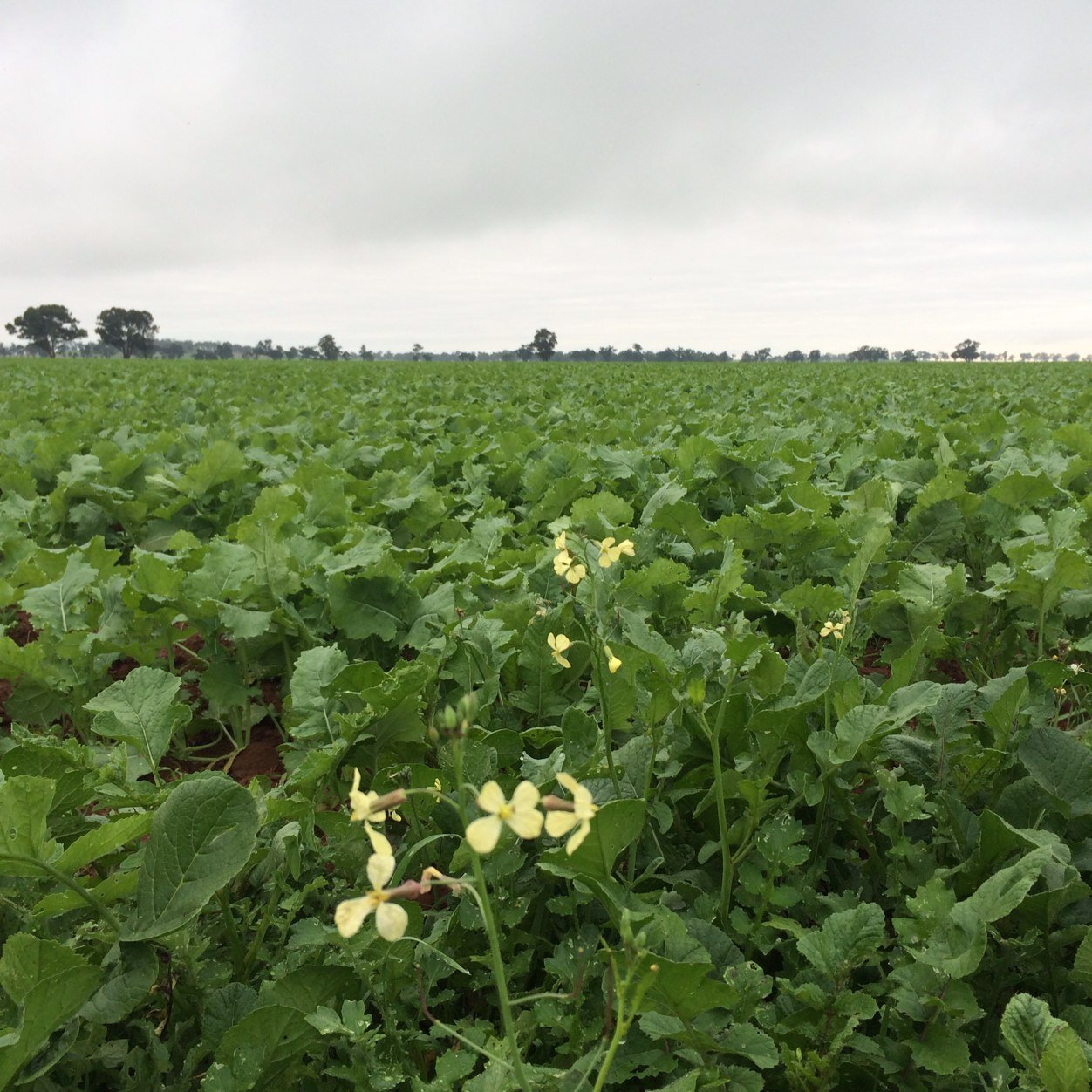 seatbeltbuckle's profile picture. Wagga Social Darts B grade runner up. World worst farmer and punter, #gullieagbureau member