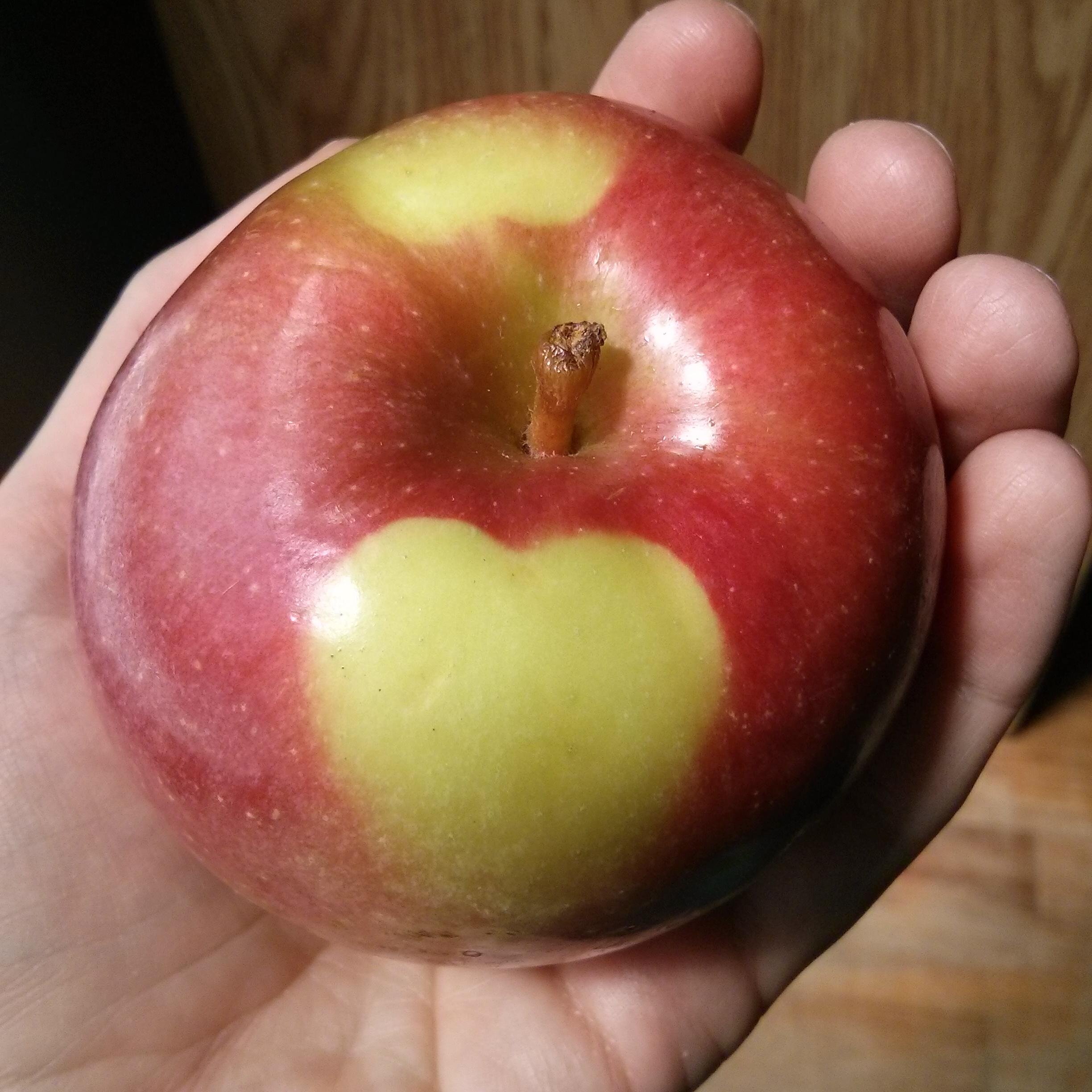 Healthy_megs's profile picture. Aussie in Montreal. RN discovering more of a passion for natural health. Training for 1st half marathon while eating grain free.