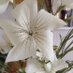 Hoylake Flower Club (@club_hoylake) Twitter profile photo