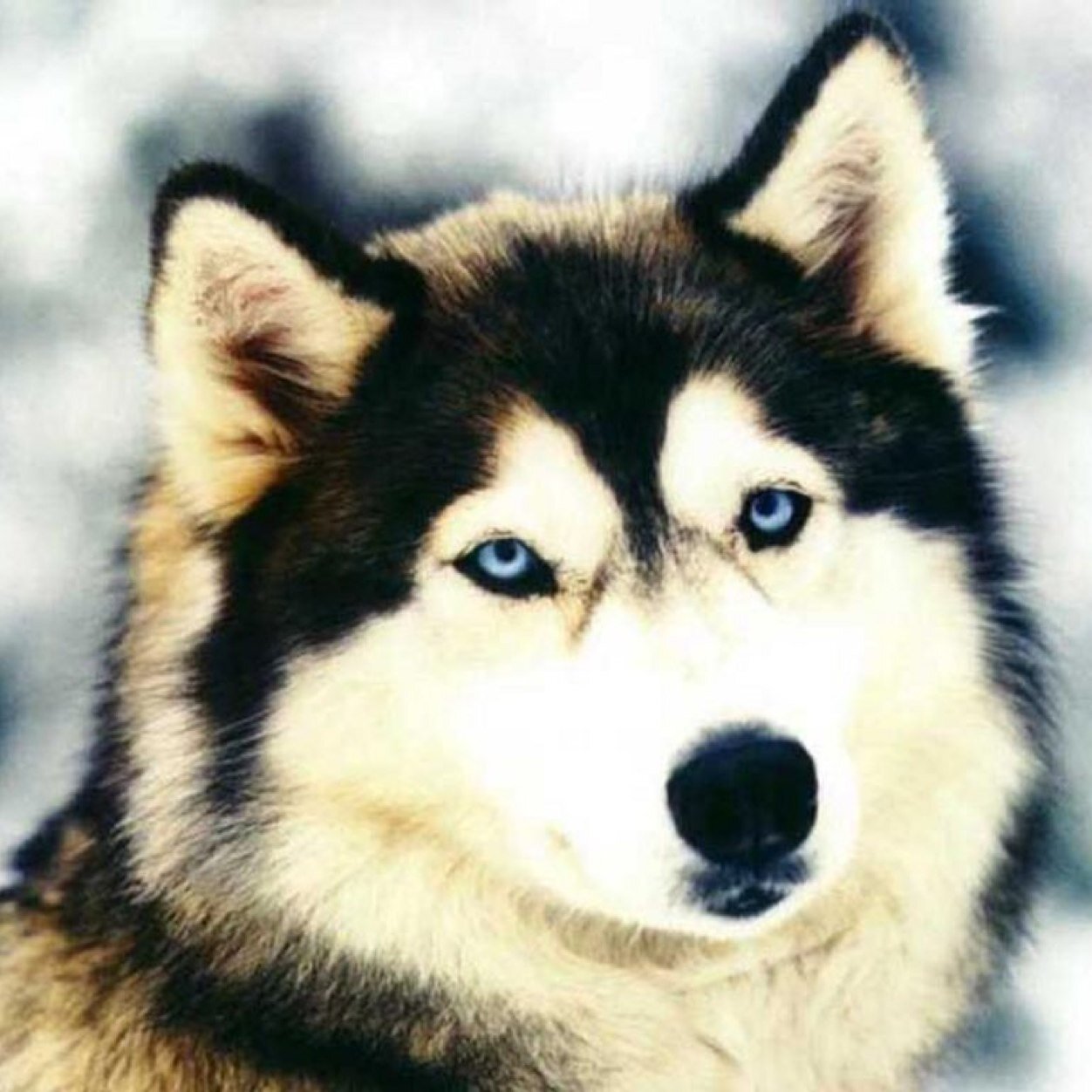 HuskyGames808's profile picture. Im a MLG free agent looking for a team. I have little experience but have skills to back up for it. Gamertag Xbox: mG x Husky
Hit me up.