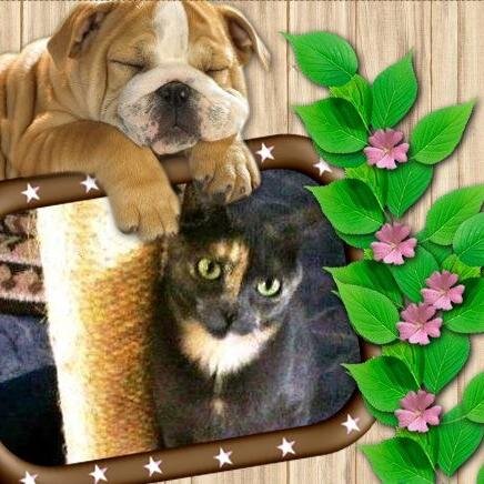 Eu amo os animais, pois Deus afirma na Bíblia que somos iguais:.Eclesiastes 3:19 e que eles teem alma sim: Gensesis 1:30 !!