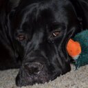 Danielle stockman - @dsmith6141 - Twitter