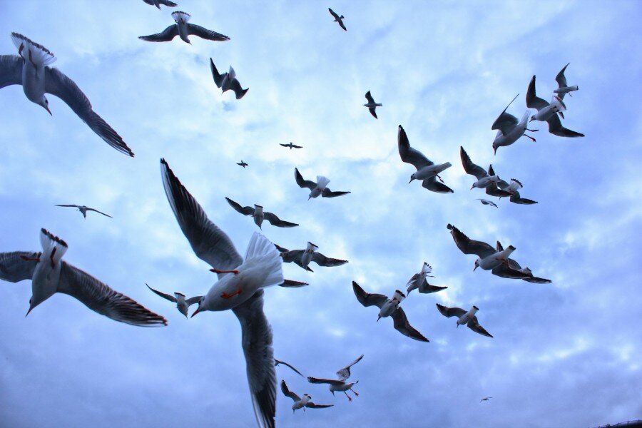 KeremKaya63's profile picture. Ataistlere, Apoistlere,Putperestlere Fettuşilere Takip Yok... Yaşasın İslam-Yaşasın İslam Kardeşliği, Yaşasın Ümmetin Birliği.