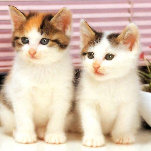 lolvn01's profile picture. 