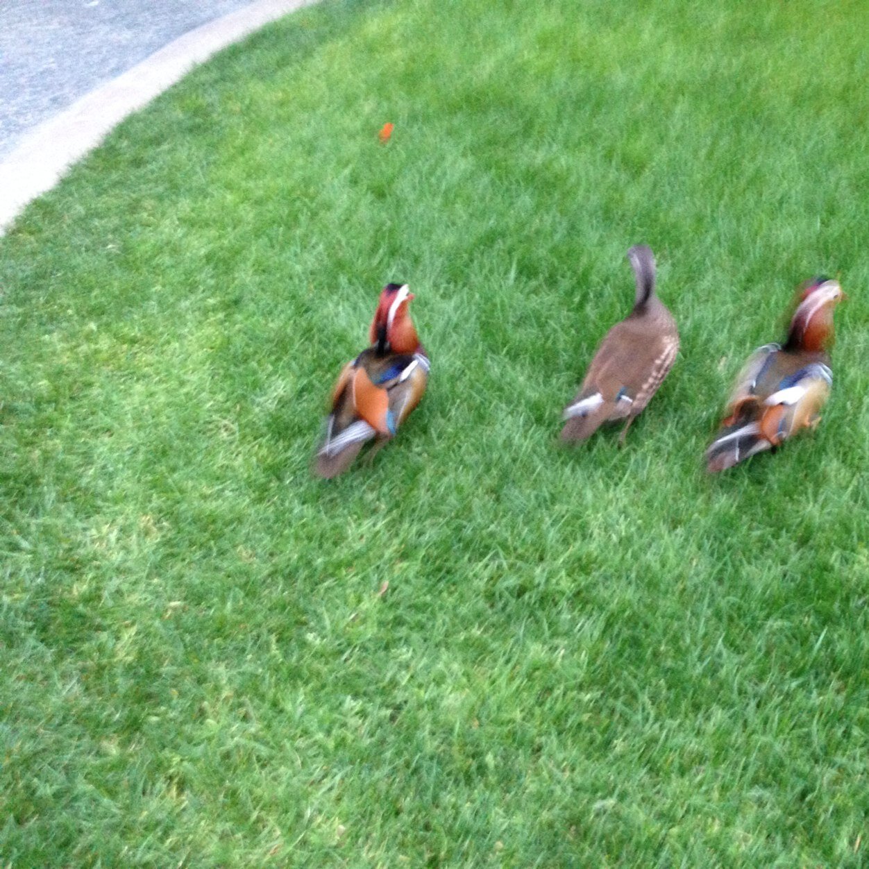 nickstlee's profile picture. 