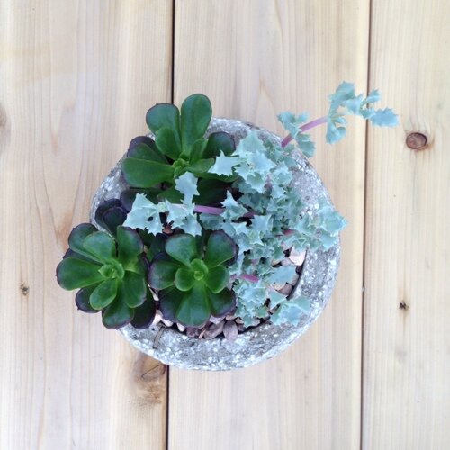 Bro&Sis team @mrsmitchum & @jordan_weston :: We started creating handmade hypertufa planters & now you can purchase one at a great price!