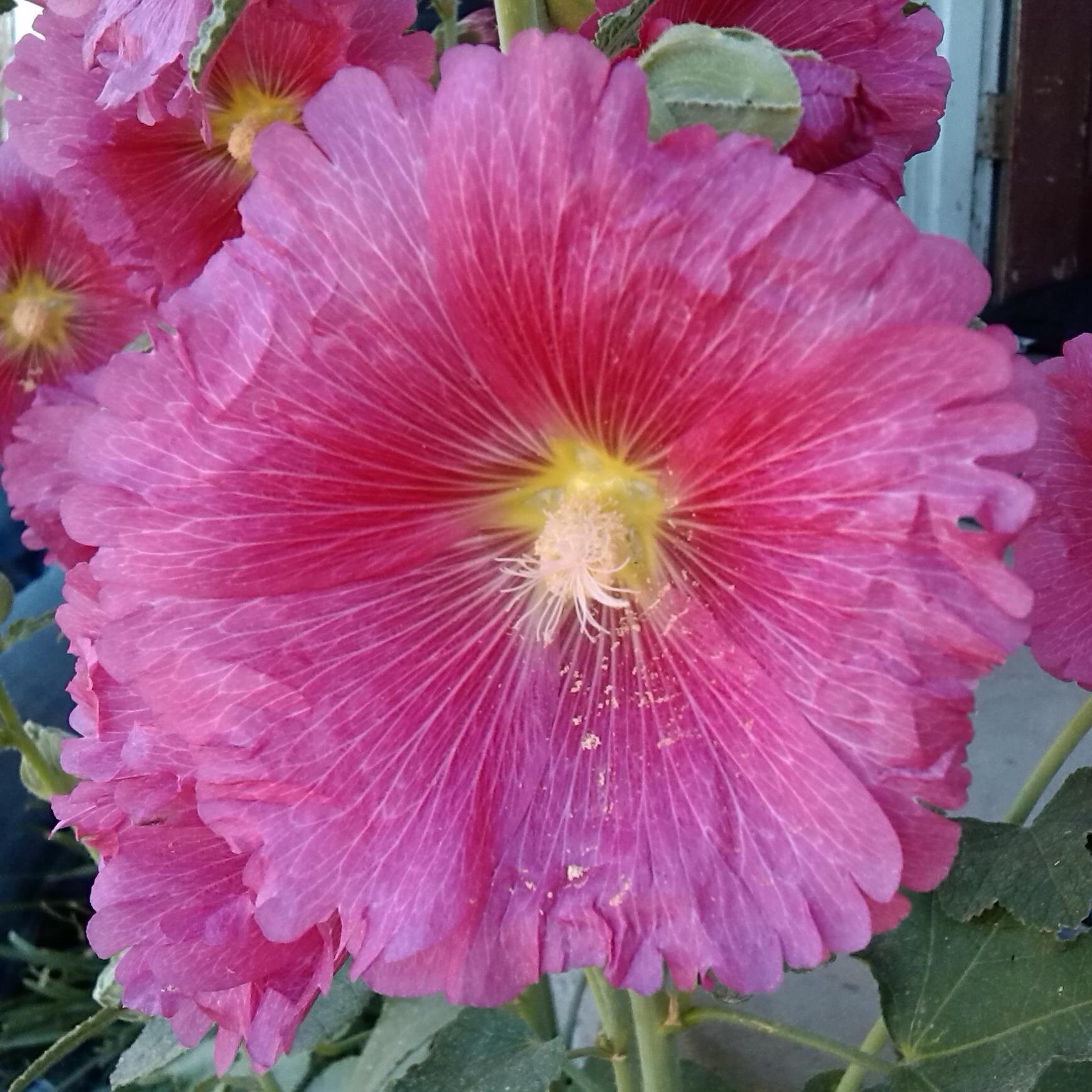 javantealuverr's profile picture. YouTube, thomasmccarty09, Pinterest  ireneluvs2drive & crocheteyecandy,  I crochet, knit, embroider, origami, photography, cook, Security Officer.