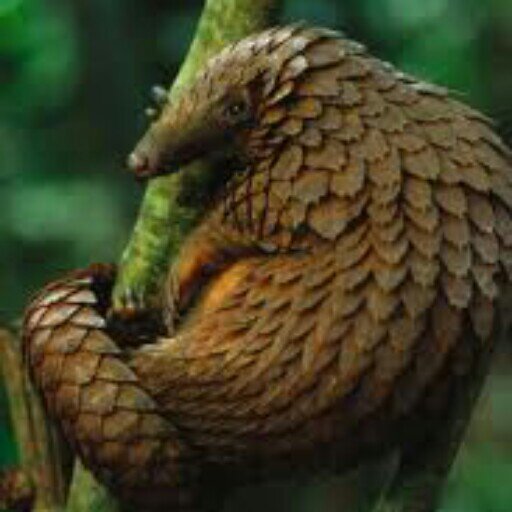 manis_javanicus's profile picture. 