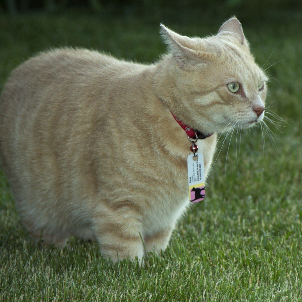 minhdang1211's profile picture. Soooo Asian!!