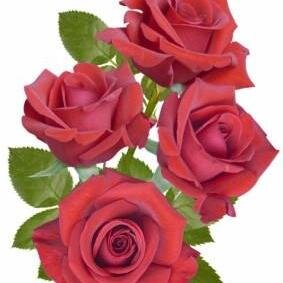 abmmehedimasud's profile picture. 