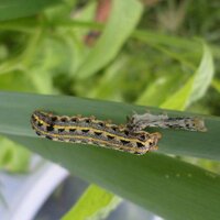 ARSY RANGER'S (@arsyrangerss) 's Twitter Profile