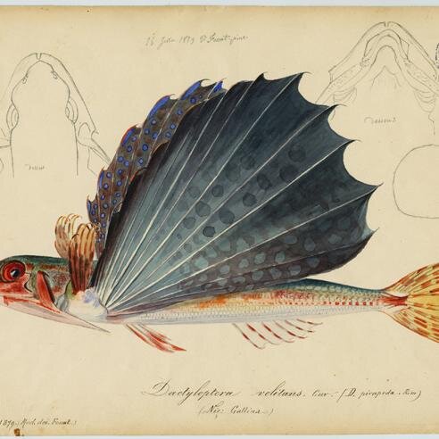 PierLuigiCaffes's profile picture. I project marine phs-big marine lakes 200 GW to 600 GW bilancing offshore wind and producing syngas.