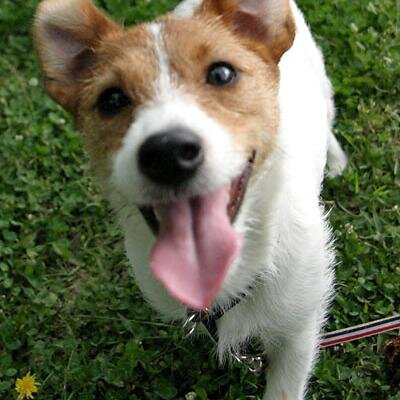 舐め犬りゅうちゃん