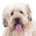 MyPawsOn (@mypawson) Twitter profile photo MyPawsOn (@mypawson) Twitter profile photo