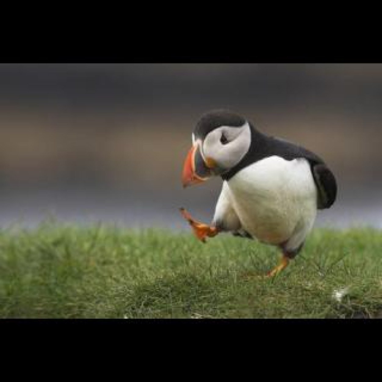 tunomedori's profile picture. 仏の心で対処すればいいんでしょうよ。