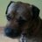 Matt_The_Dog's profile image