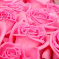 Central Flower sales (@cfs_cov) 's Twitter Profile