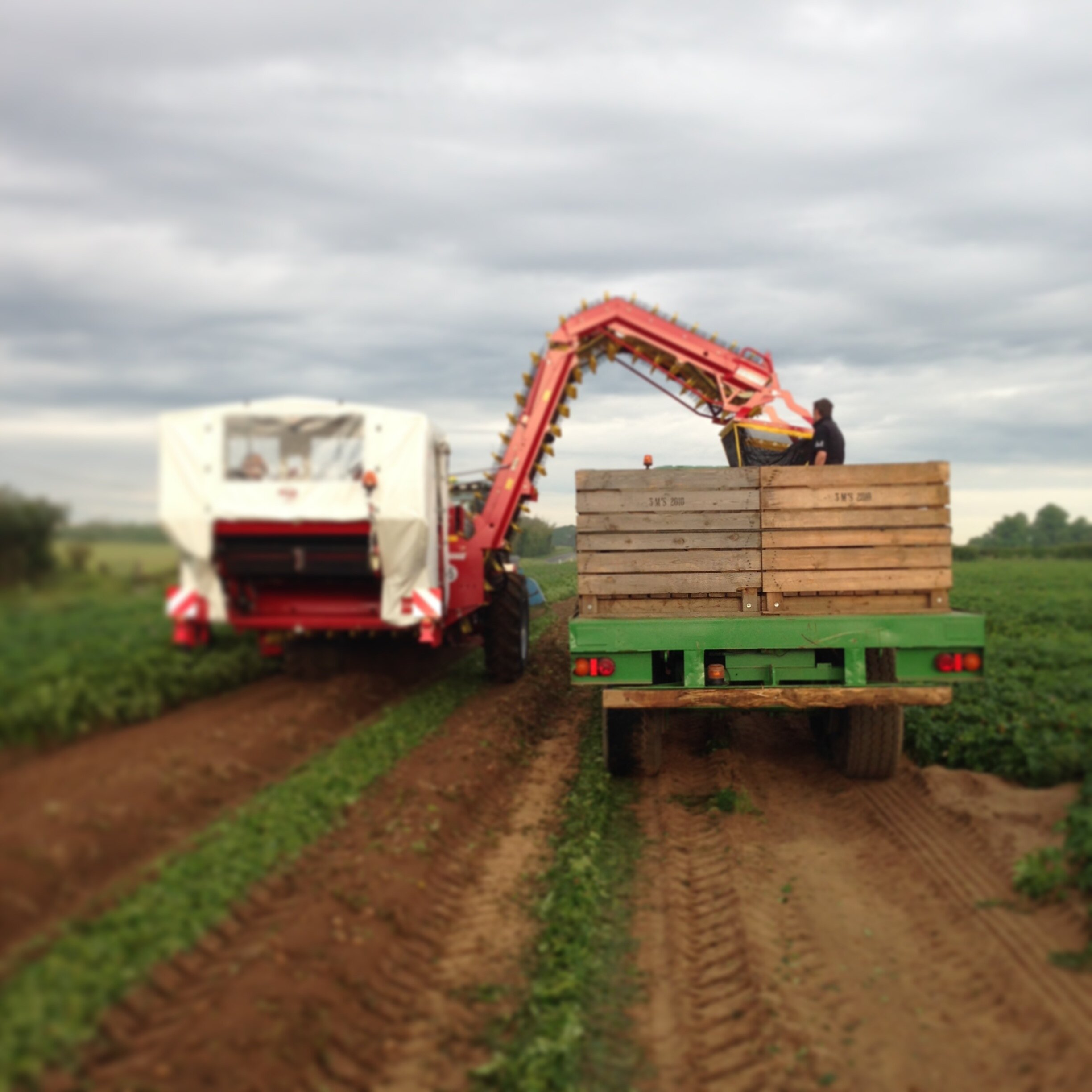 New potato specialist from Suffolk! We provide the best early season potatoes via every supermarket in one form or another.