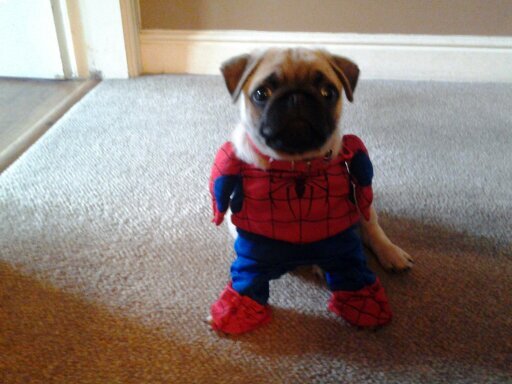 RonnieGeorgia's profile picture. cutest pug ever