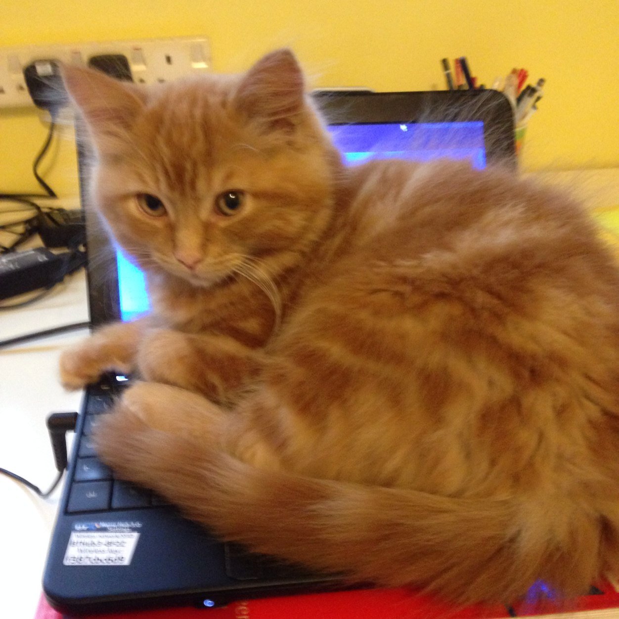 tindernymph's profile picture. 