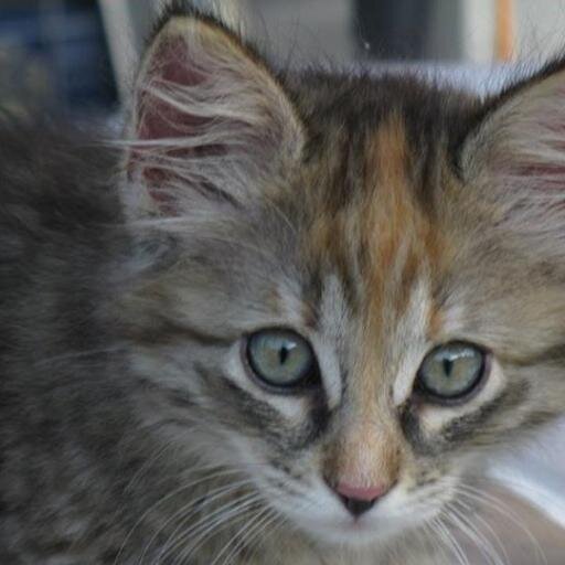 mècatennicien,-monteur à  la retrai .
