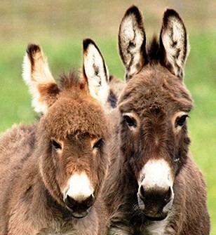 The Donkey Lovers