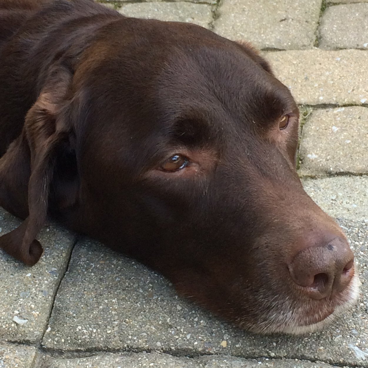 cindypearson12's profile picture. 