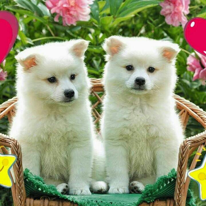 digitone102's profile picture. 