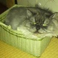 𝕙𝕚𝕣𝕒𝕪𝕠 (@hirayo) Twitter profile photo