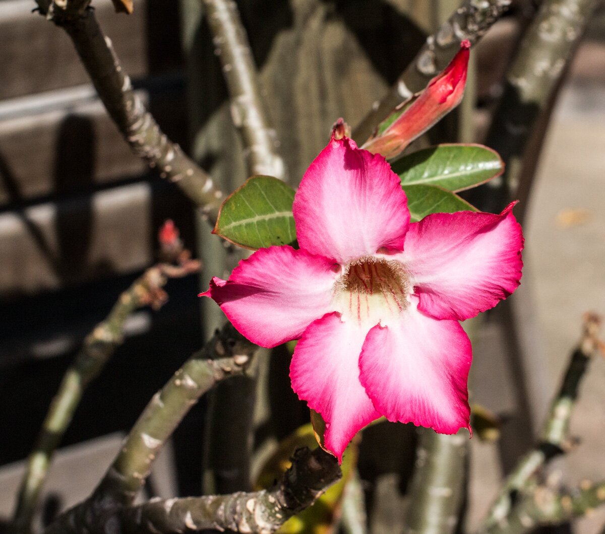 Living_Intent's profile picture. Aromatherapy & related products. Young Living Independent Distributor #1841864.