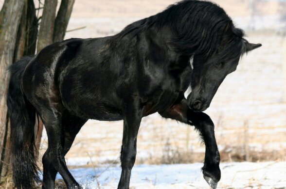 SejfullaA's profile picture. 