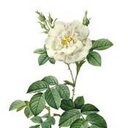 DeDe Reddish - @breastcaner - Twitter