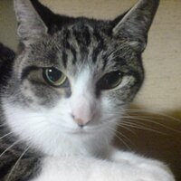 Gorobeefuraibou (@gorobeefuraibou) 's Twitter Profile Photo